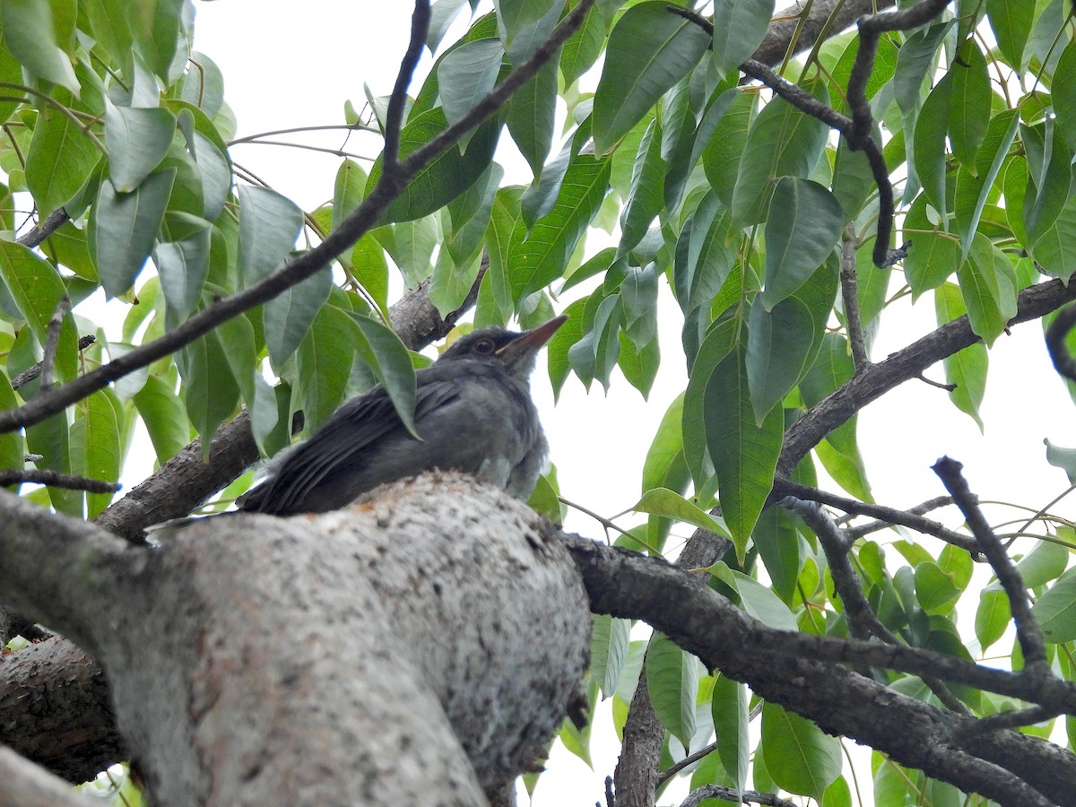 Red-legged Thrush (Antillean) - ML615194086