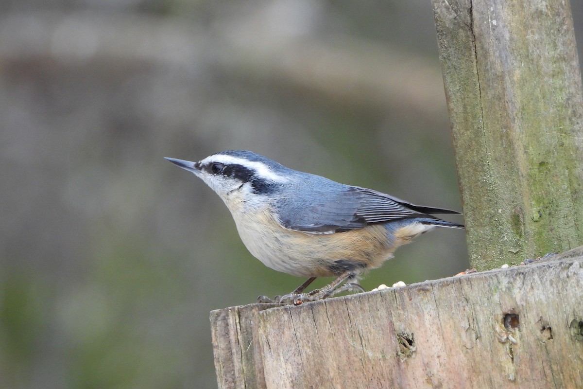 Red-breasted Nuthatch - ML615194122