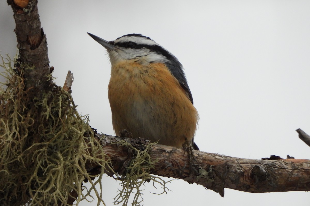 Red-breasted Nuthatch - ML615194123