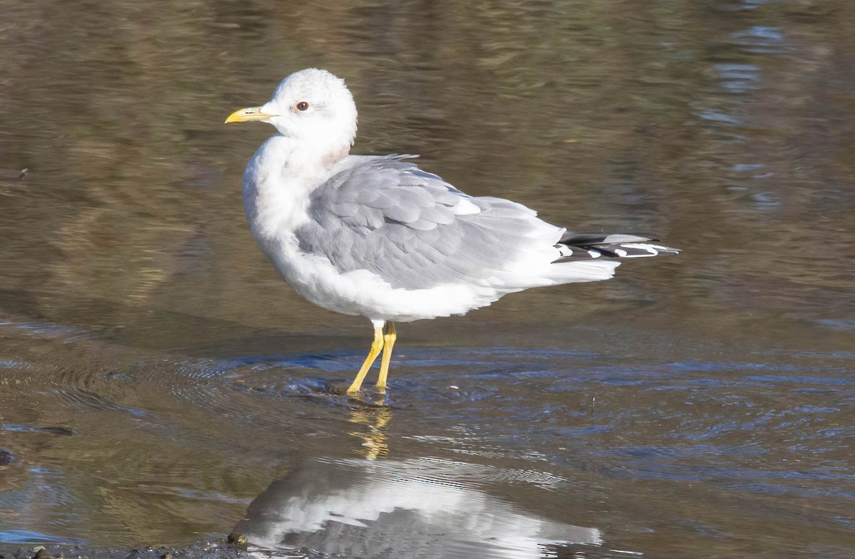 Short-billed Gull - John Scharpen