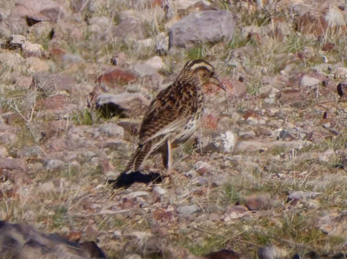 Шпаркос західний - ML615194171