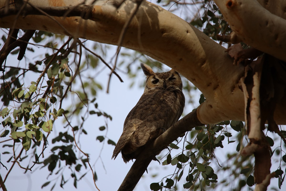 Great Horned Owl - ML615194188