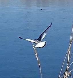 Black-legged Kittiwake - John Arthur