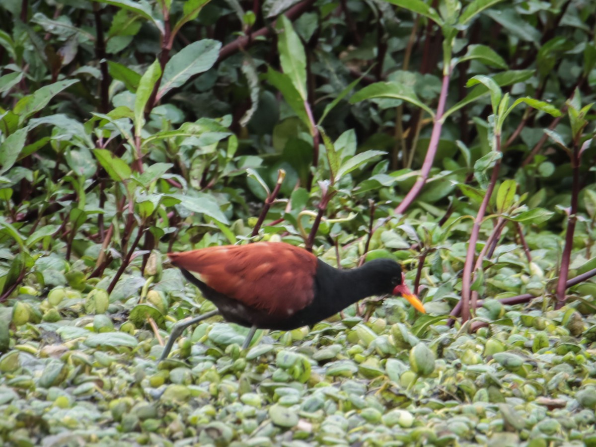 Wattled Jacana - ML615194256