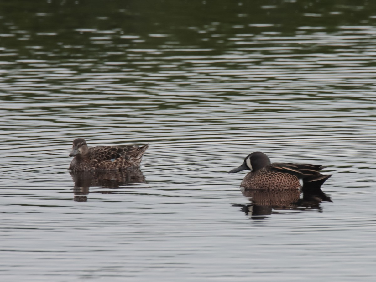 Blue-winged Teal - ML615194267