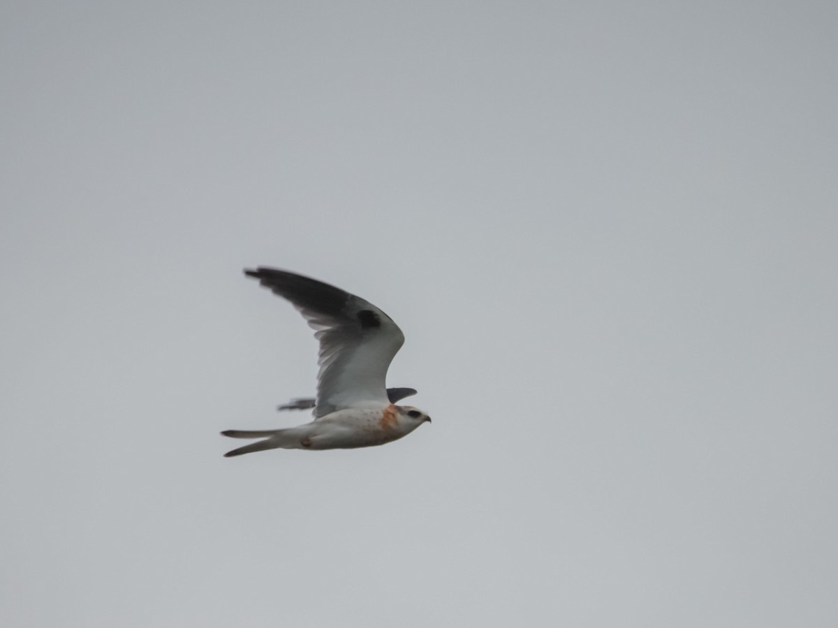 White-tailed Kite - OMAR JAVIER LÓPEZ GÓMEZ