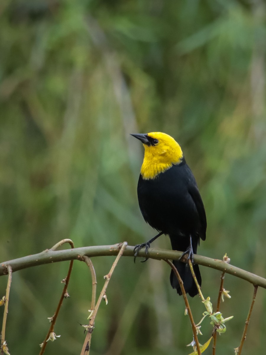 Yellow-hooded Blackbird - ML615194304