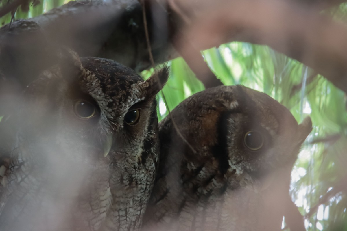 Tropical Screech-Owl - ML615194321