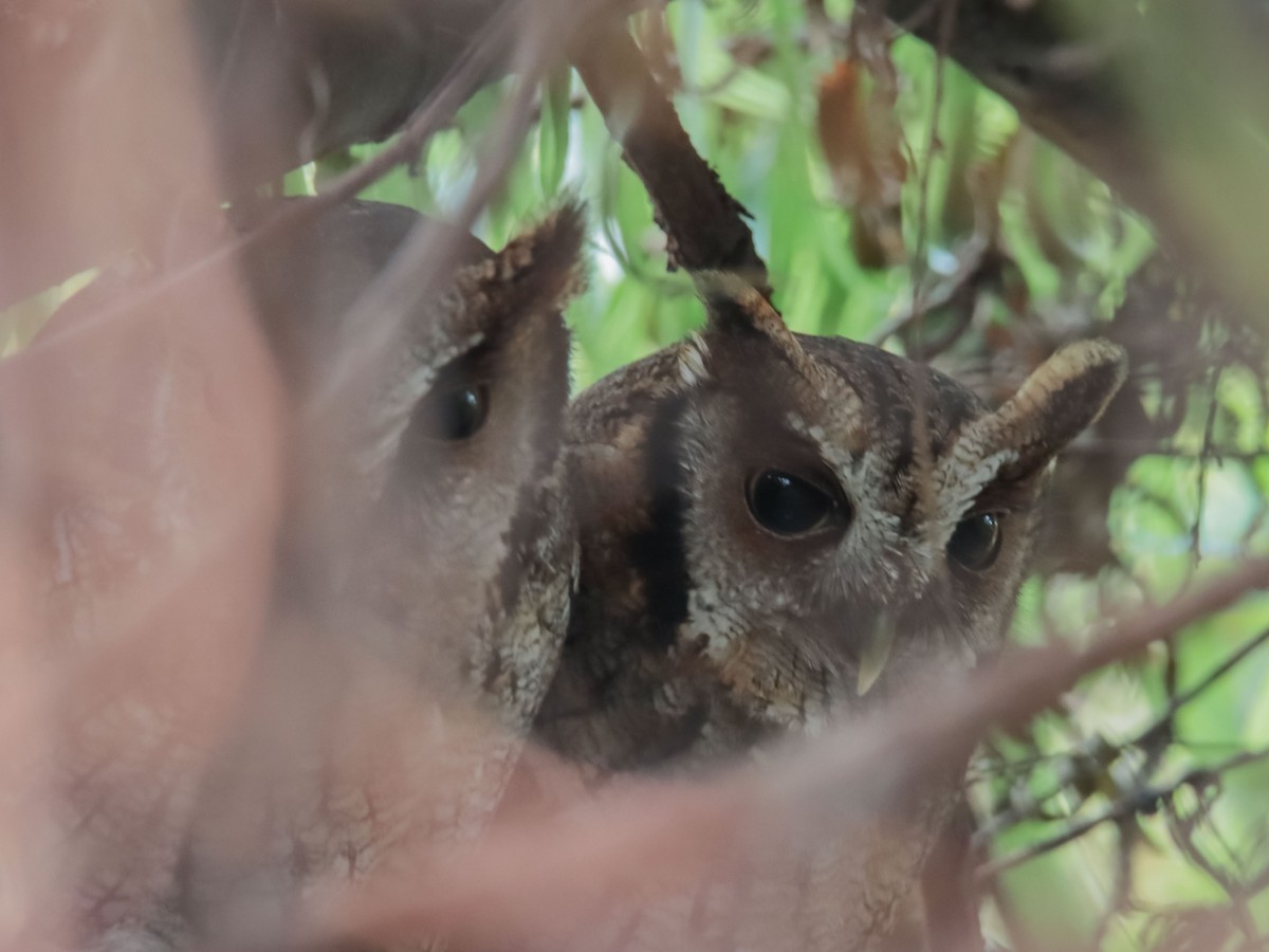 Tropical Screech-Owl - ML615194322