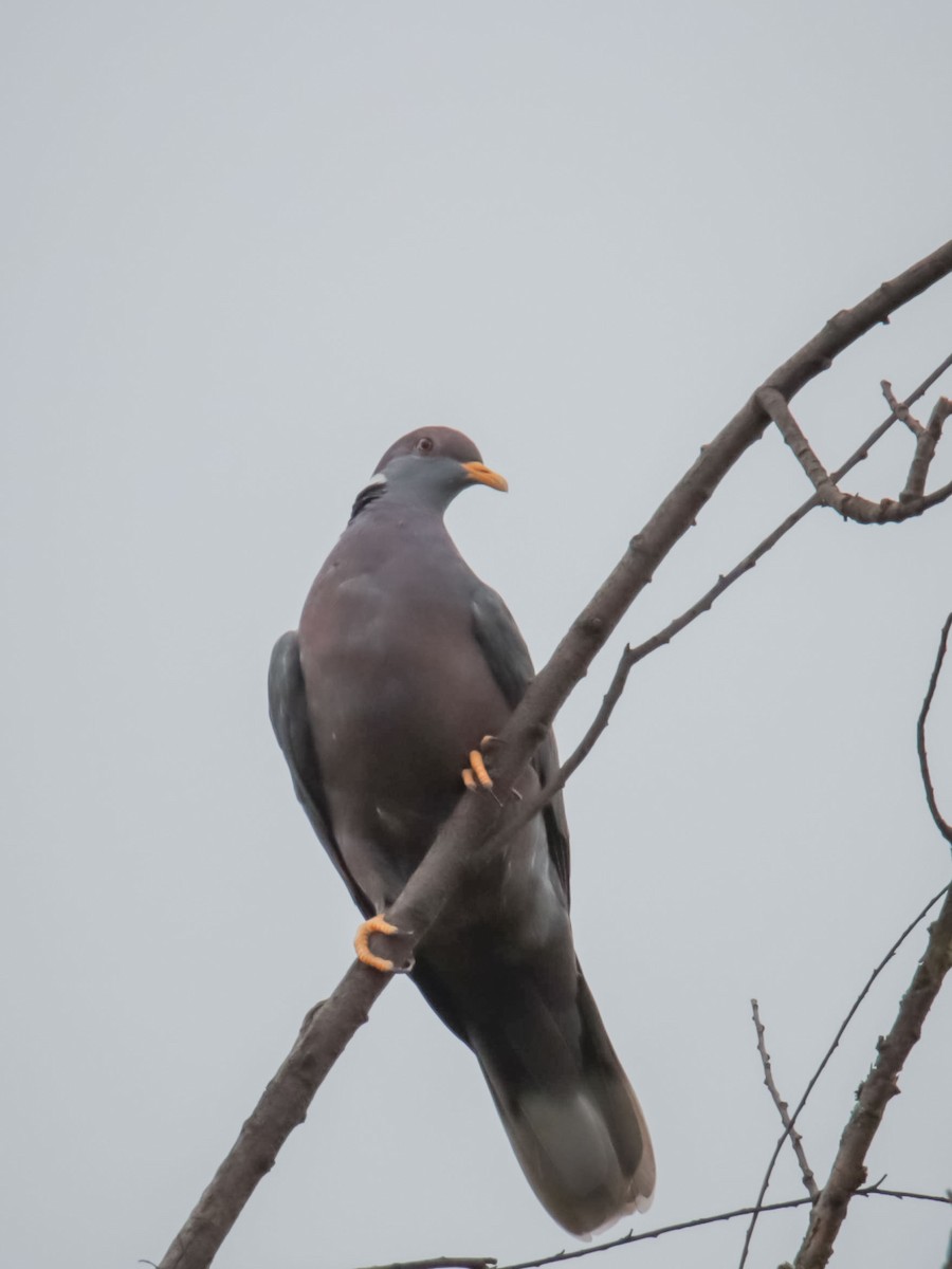 Band-tailed Pigeon - ML615194333