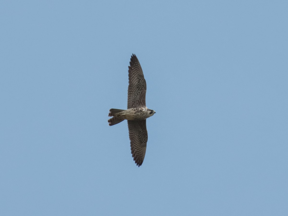 Peregrine Falcon - ML615194351