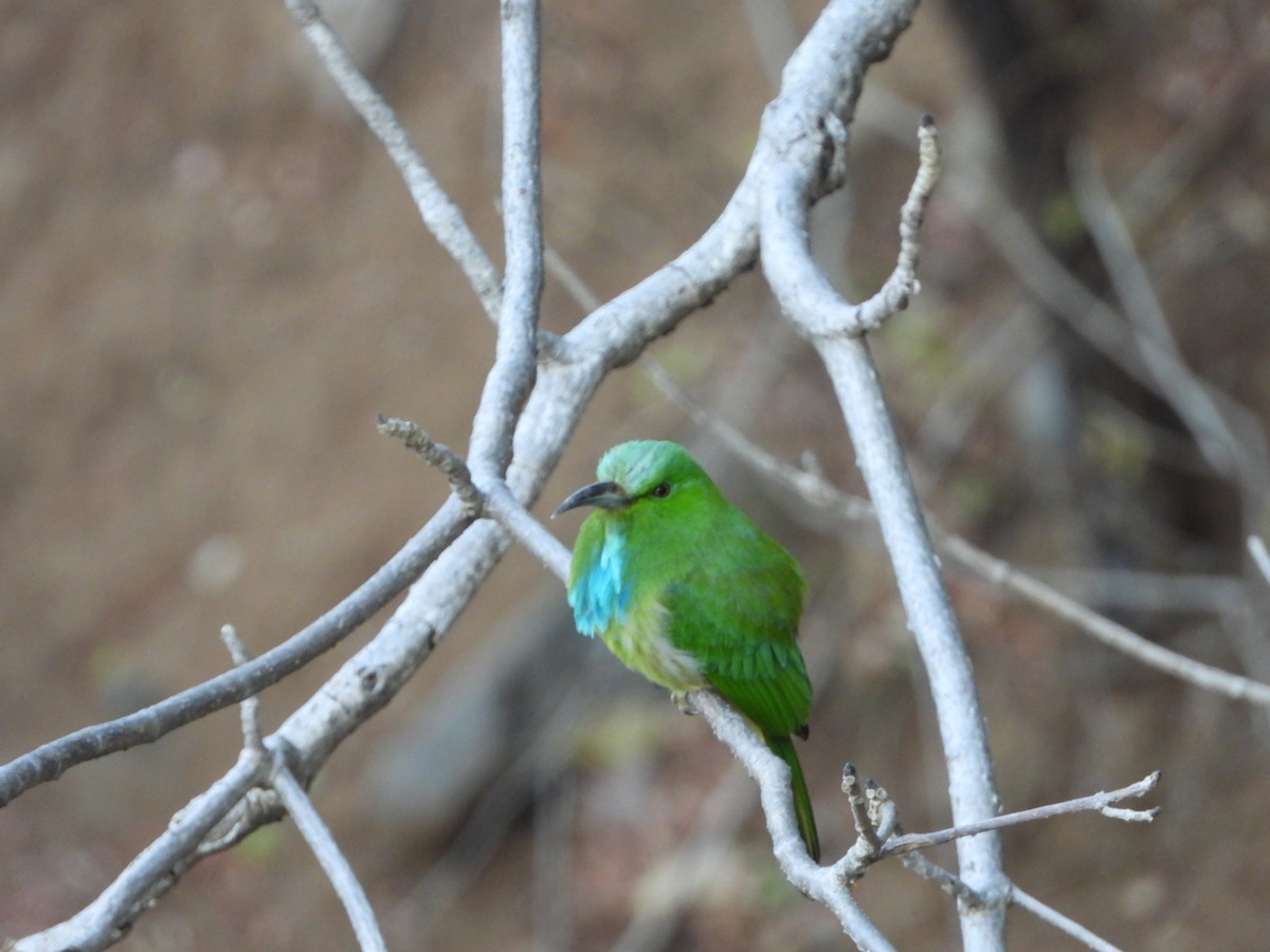 Blue-bearded Bee-eater - ML615194360