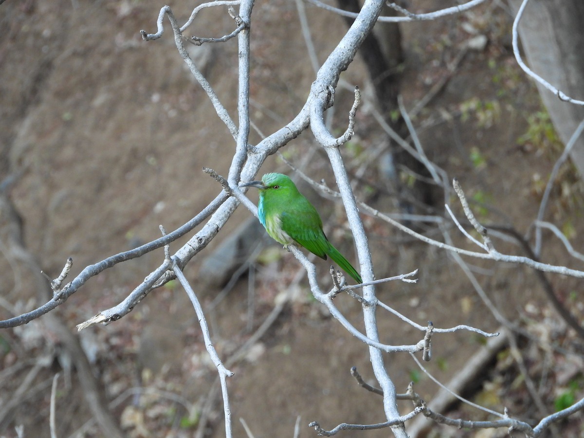 Blue-bearded Bee-eater - ML615194361