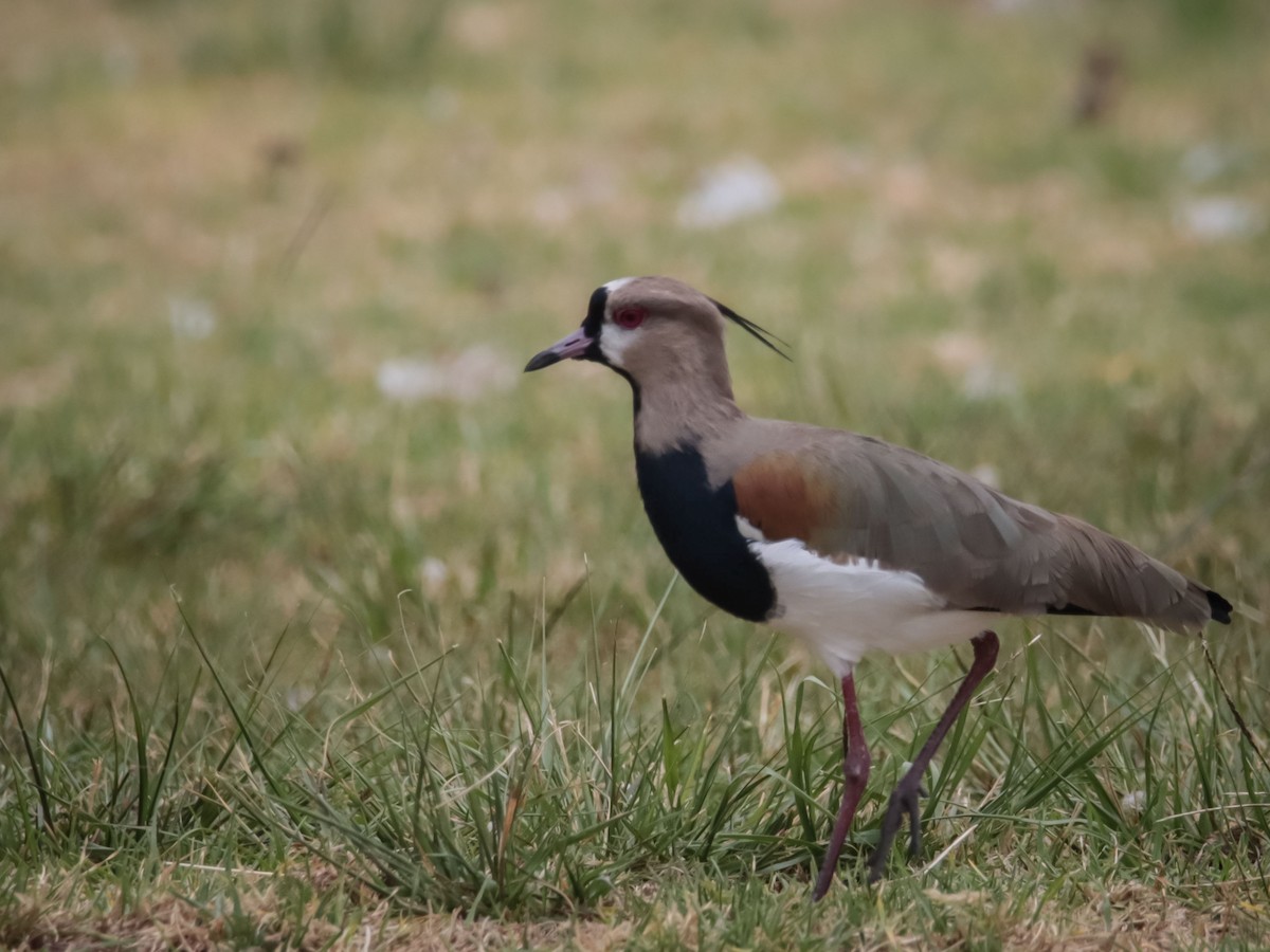 Southern Lapwing - ML615194371