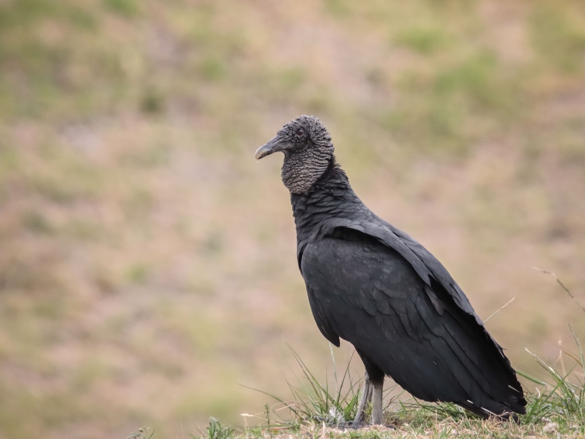 Black Vulture - OMAR JAVIER LÓPEZ GÓMEZ