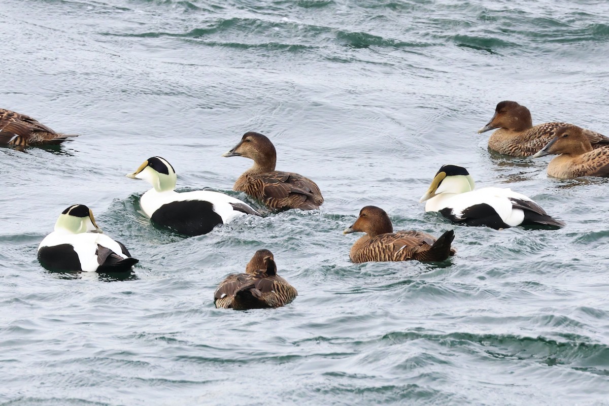 Common Eider - Mark Gorday