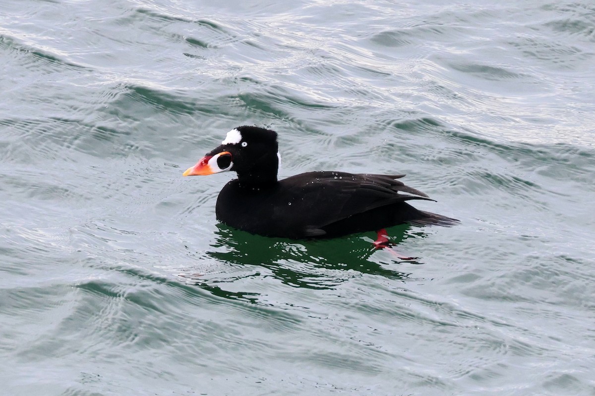 Surf Scoter - Mark Gorday