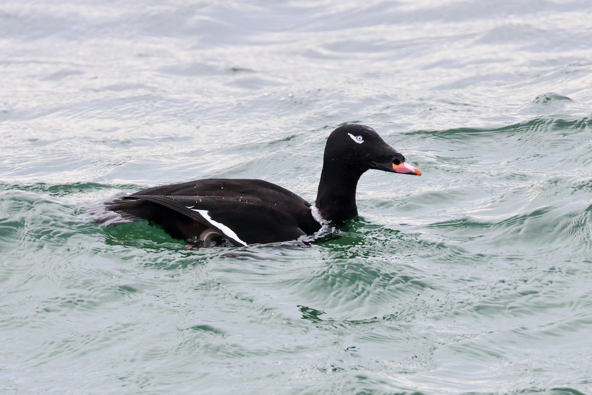 White-winged Scoter - ML615194456