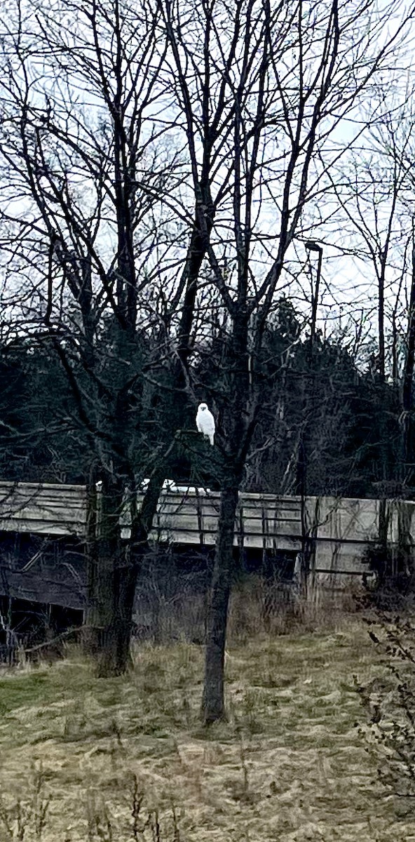 Red-tailed Hawk - ML615194465