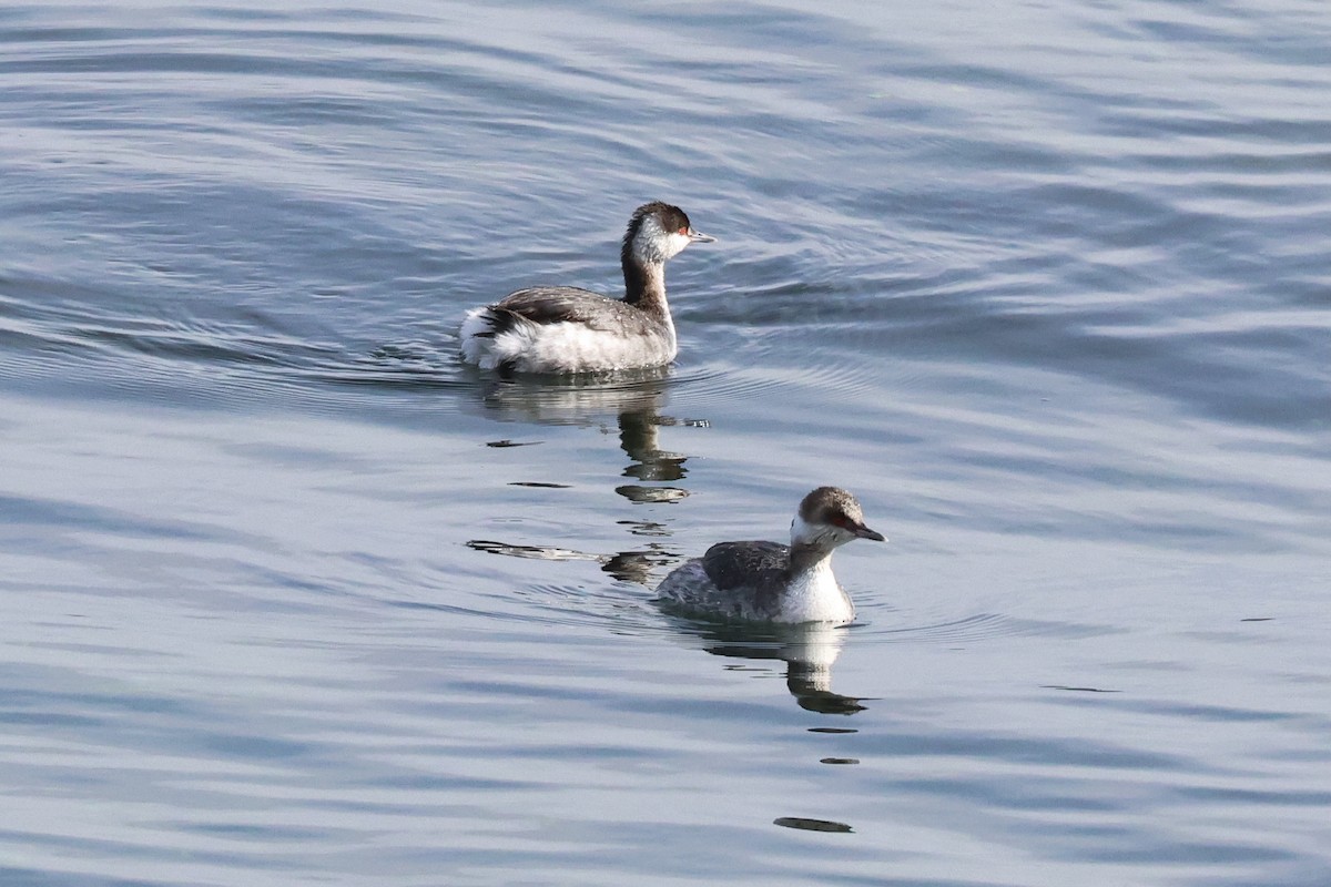 Horned Grebe - Mark Gorday