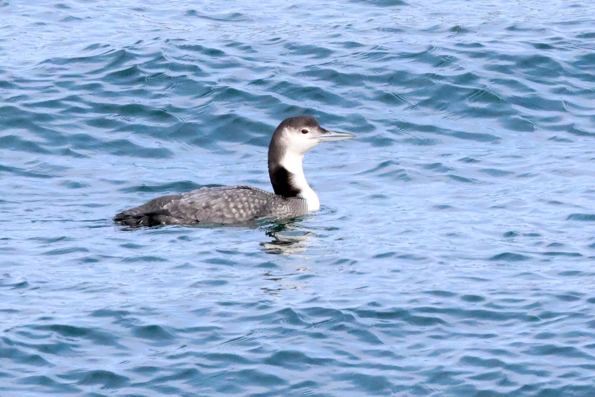 Plongeon huard - ML615194475