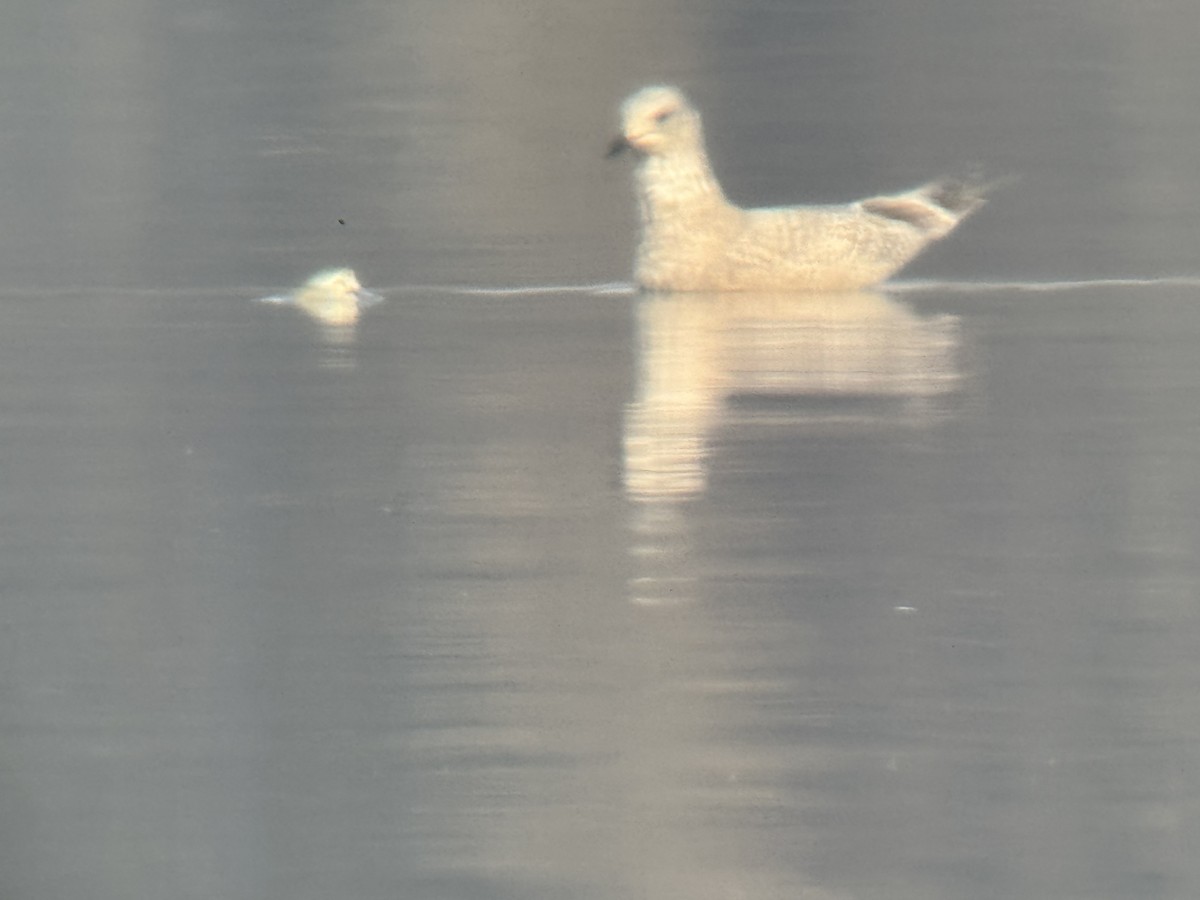 Gaviota Groenlandesa - ML615194505