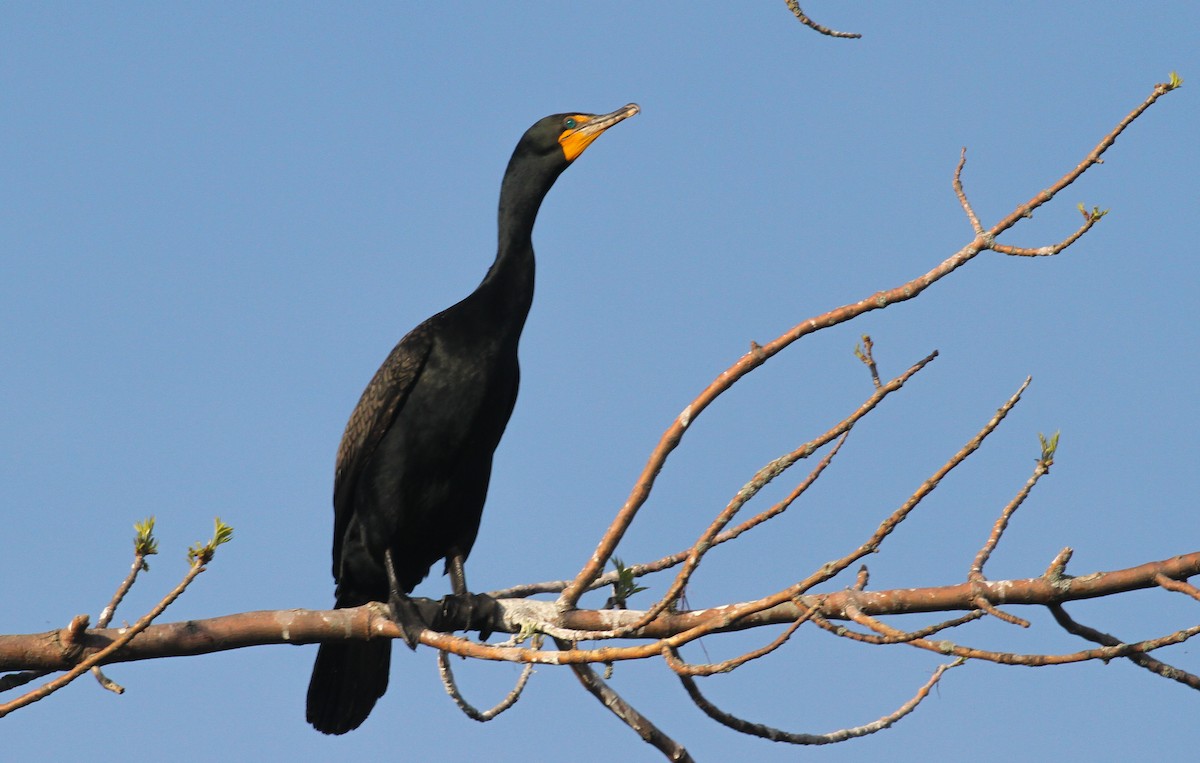 Double-crested Cormorant - ML615194532