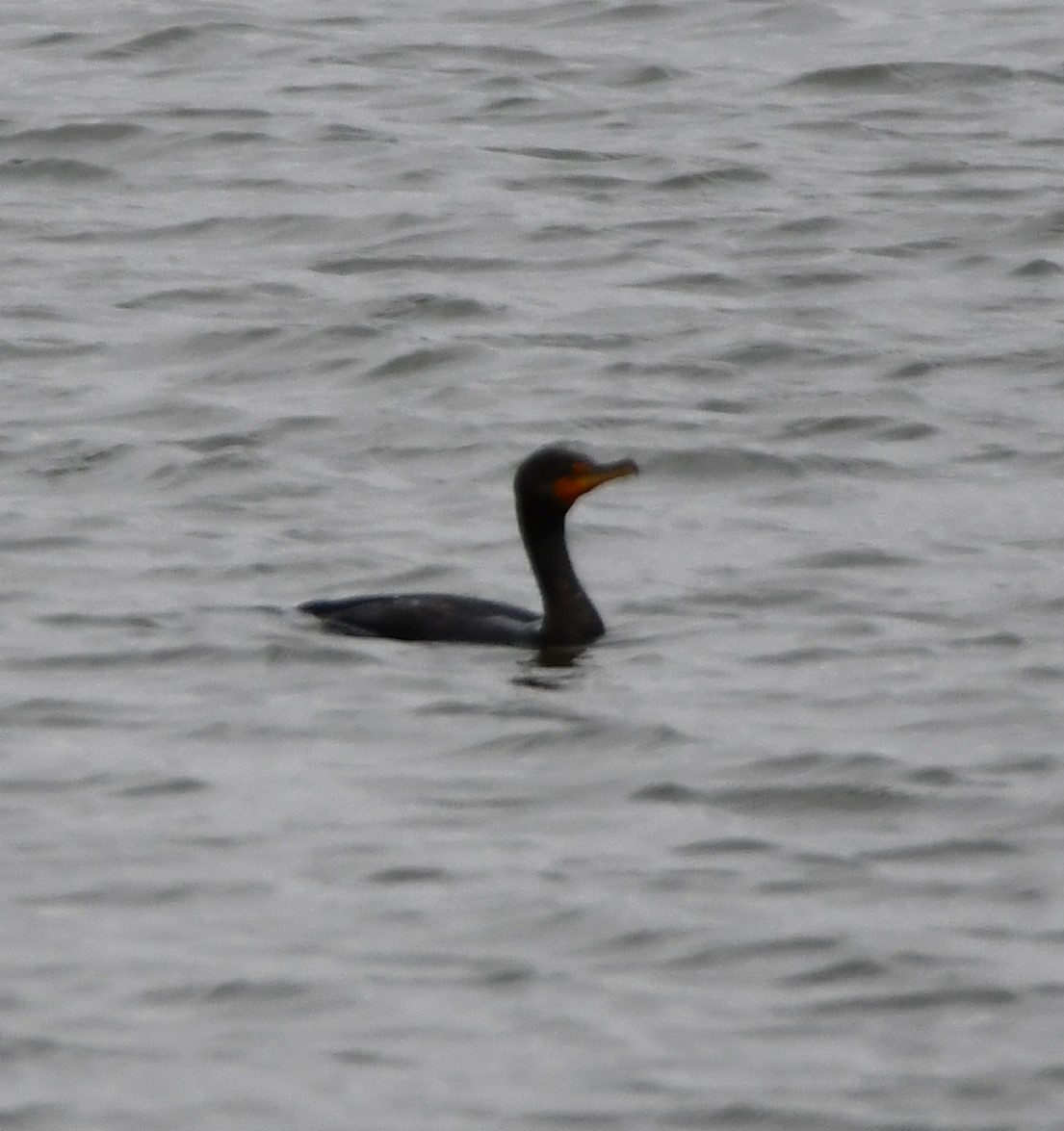 Double-crested Cormorant - Gregory Hartman