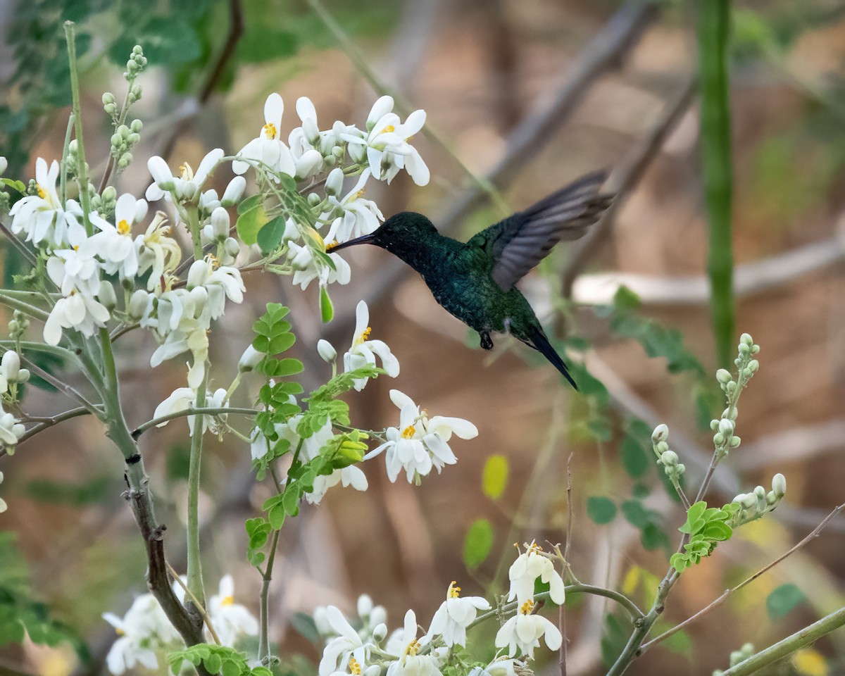 Sapphire-bellied Hummingbird - ML615194594