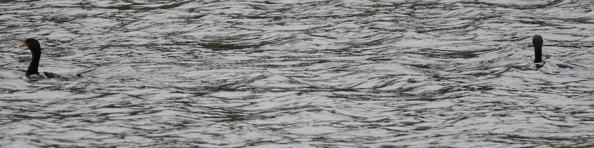 Double-crested Cormorant - Gregory Hartman