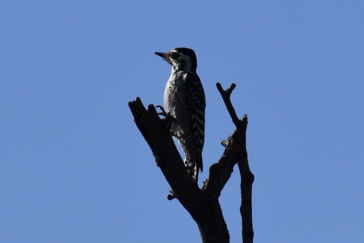 Ladder-backed Woodpecker - ML615194612