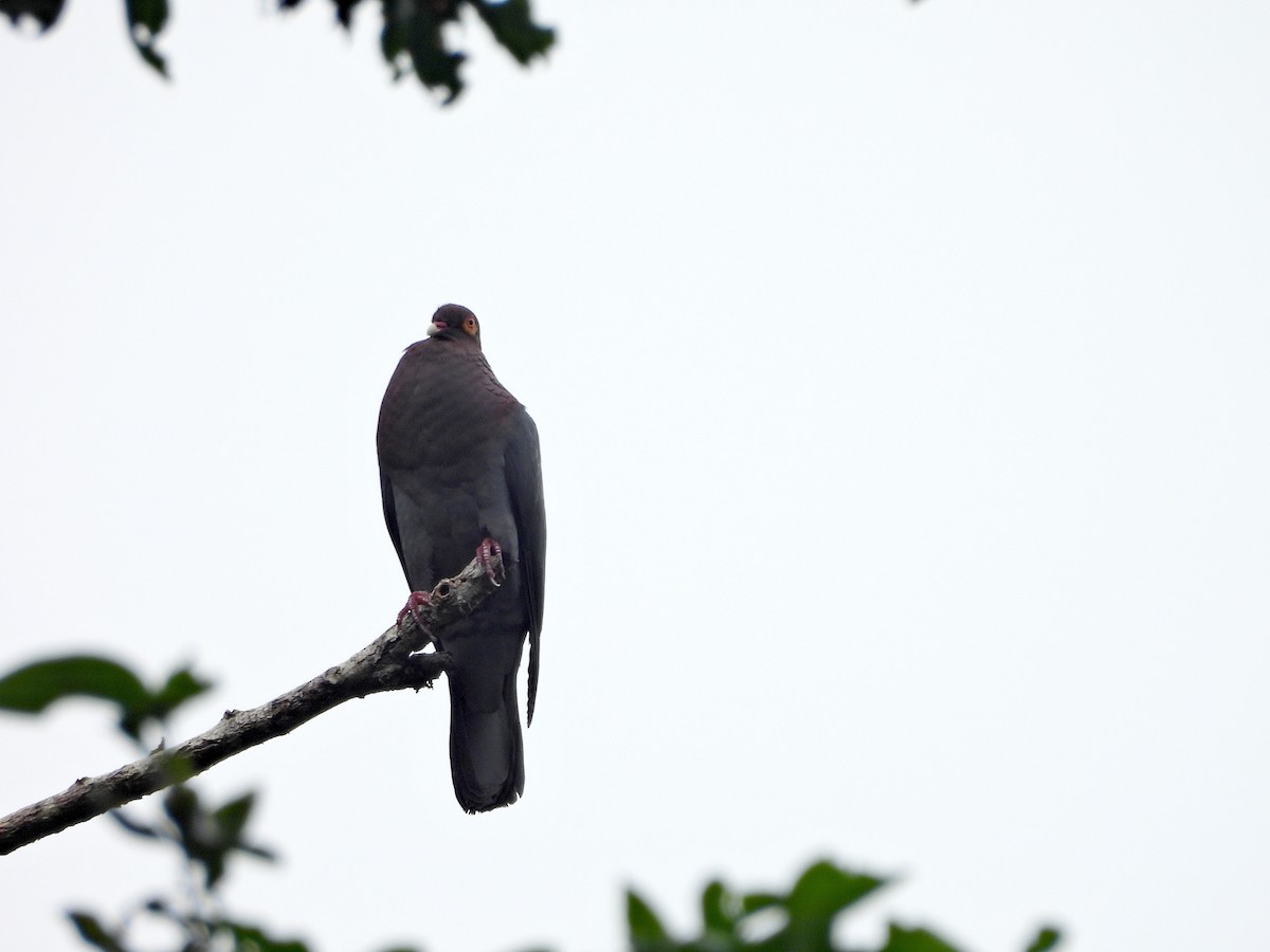 Pigeon à cou rouge - ML615194660