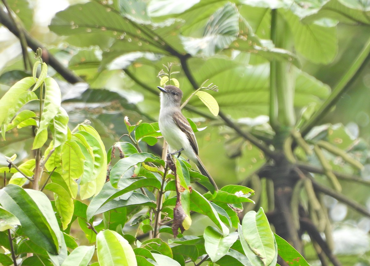 Puerto Rican Flycatcher - ML615194683