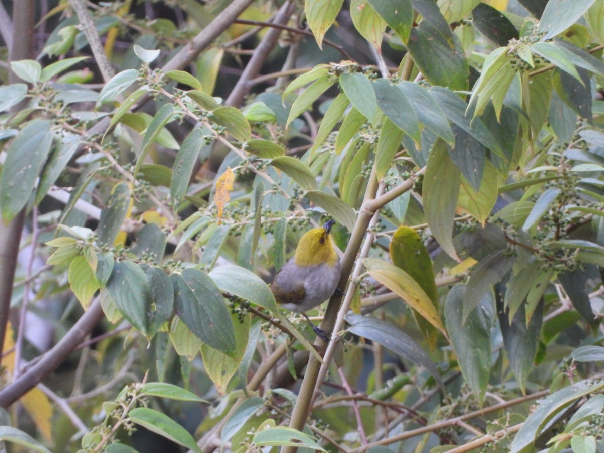 Yellow-throated Bulbul - ML615194698