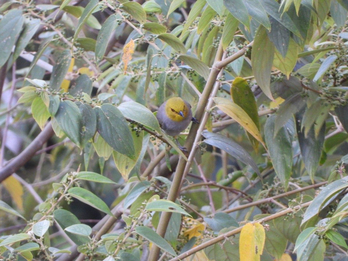 Yellow-throated Bulbul - ML615194699
