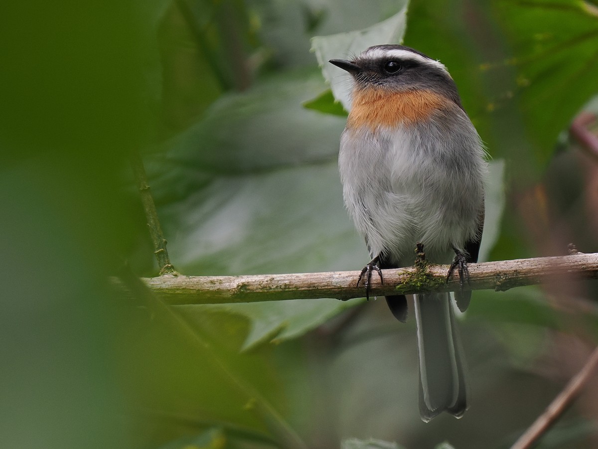 Rufous-breasted Chat-Tyrant - ML615194714
