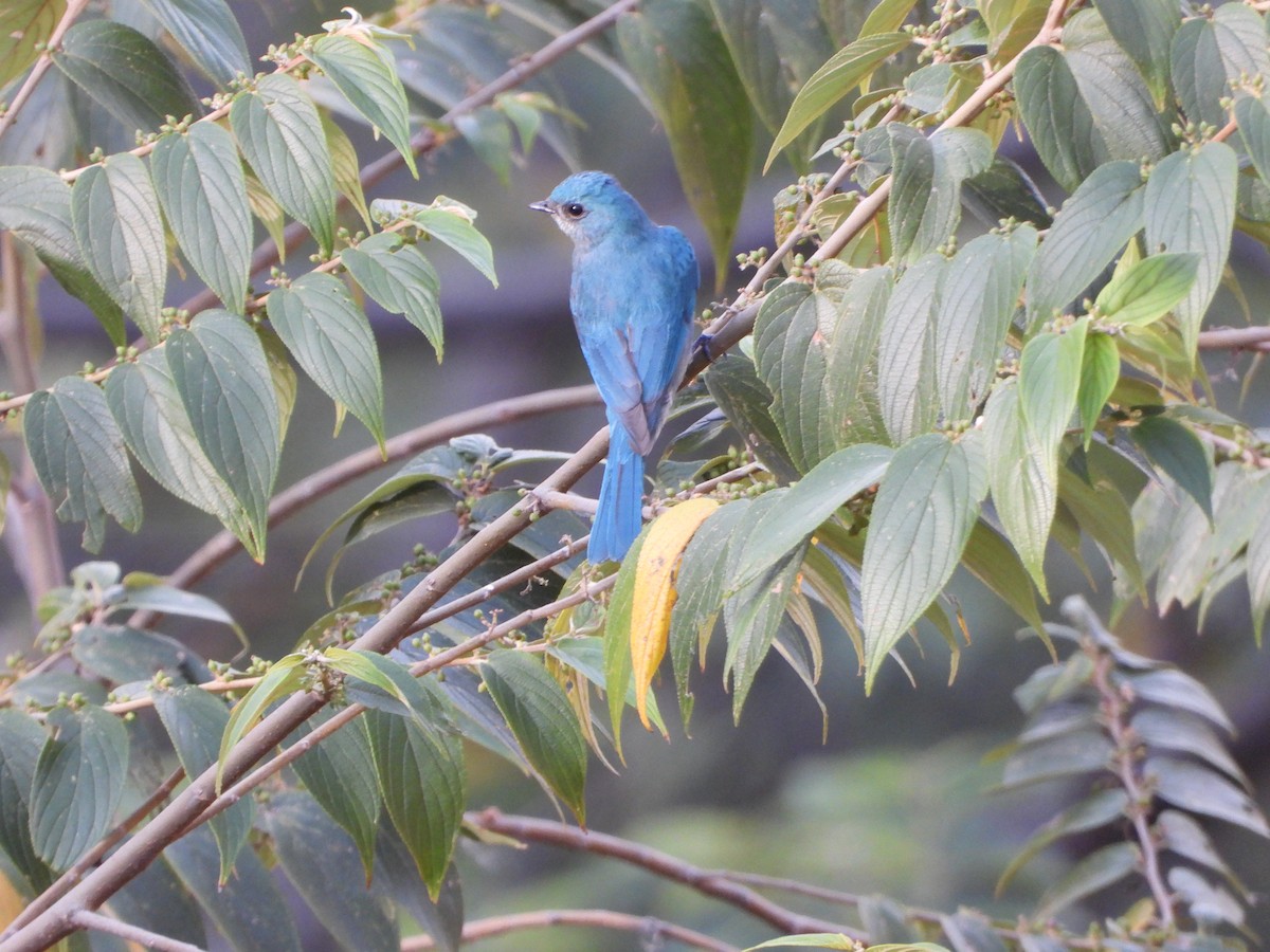 Verditer Flycatcher - ML615194727