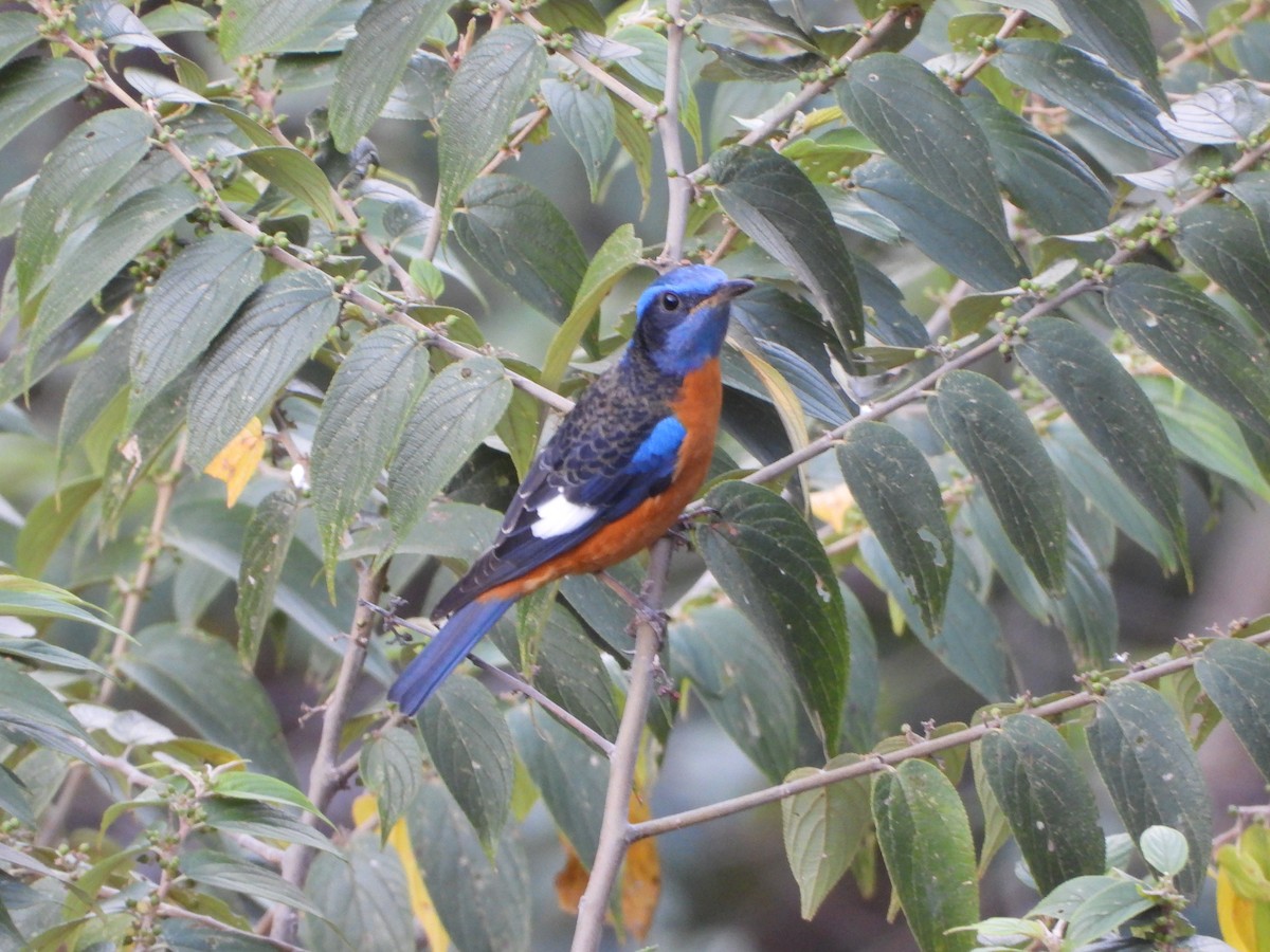 Blue-capped Rock-Thrush - ML615194747