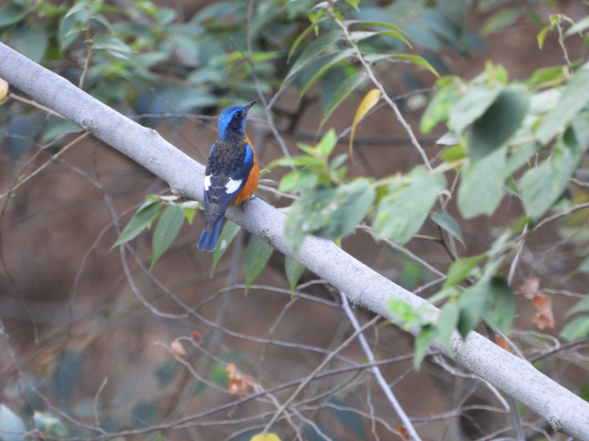 Blue-capped Rock-Thrush - ML615194748