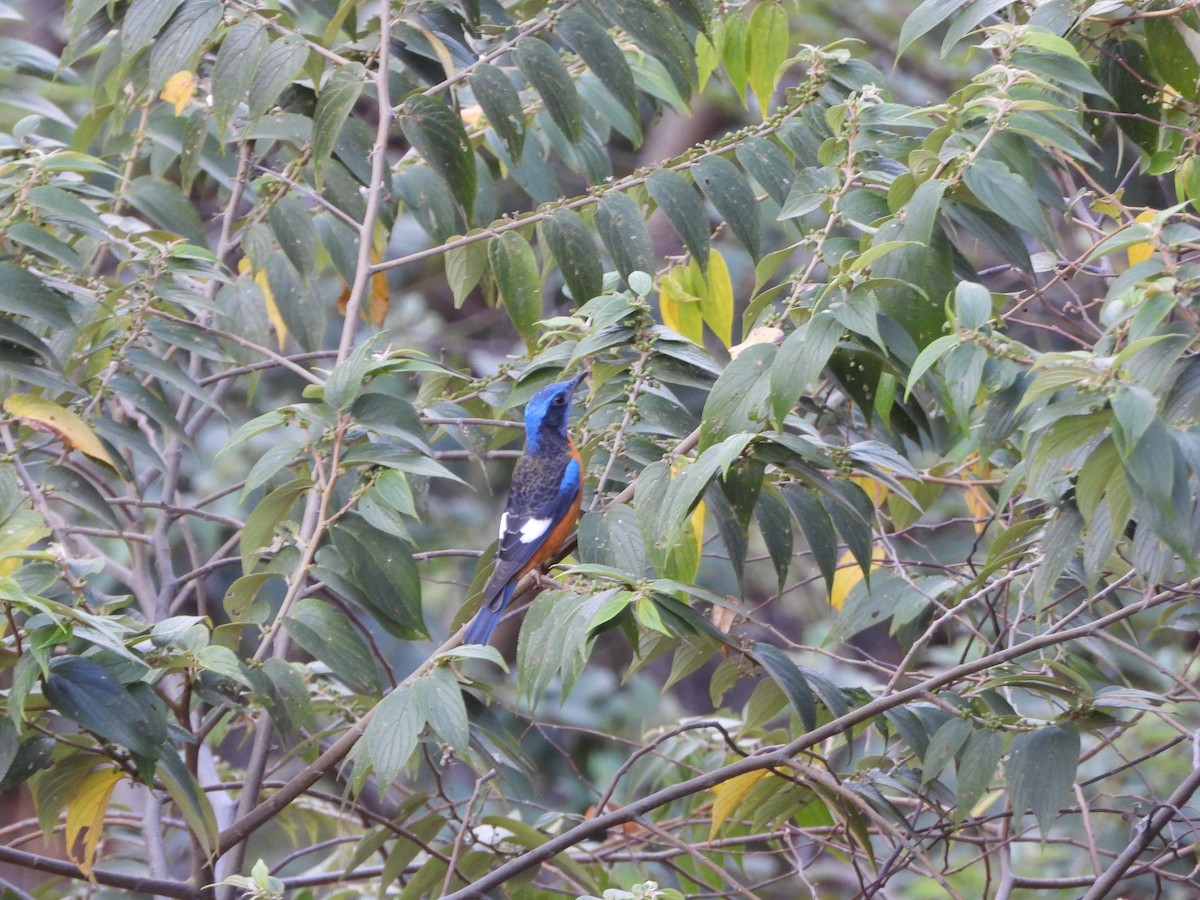 Blue-capped Rock-Thrush - ML615194750