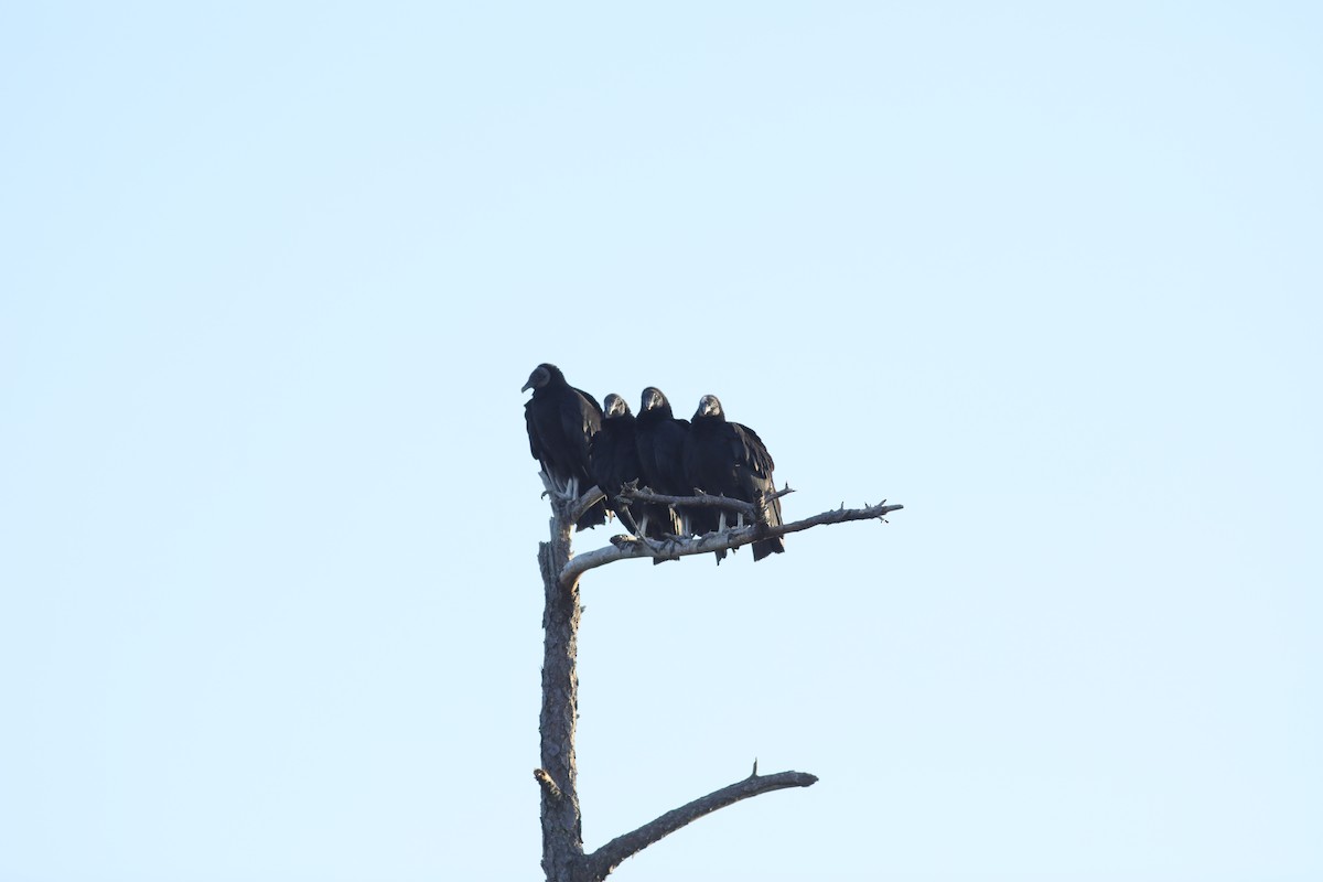 Black Vulture - ML615194773