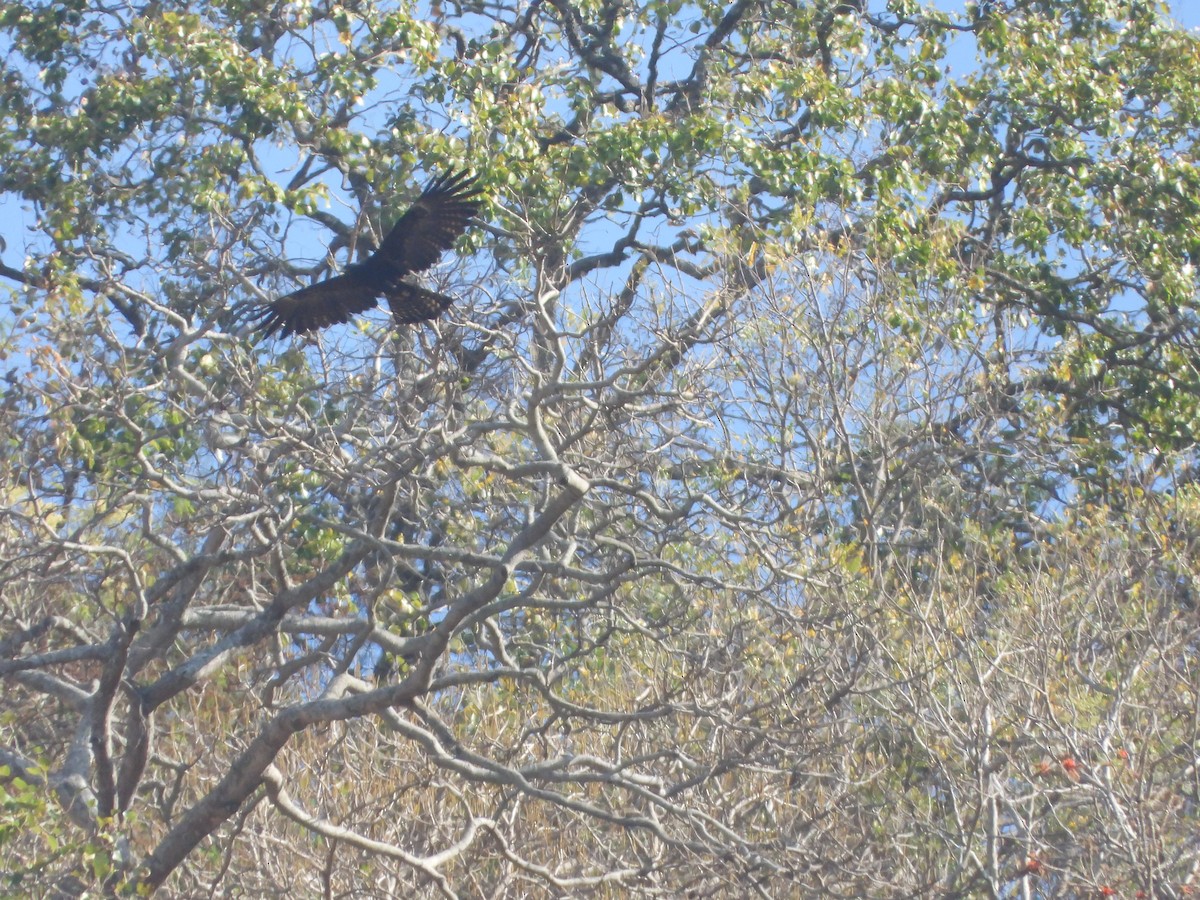 Black Eagle - ML615194856