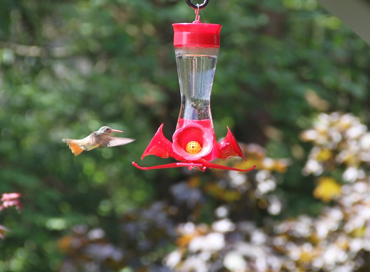 Buff-bellied Hummingbird - ML61519491