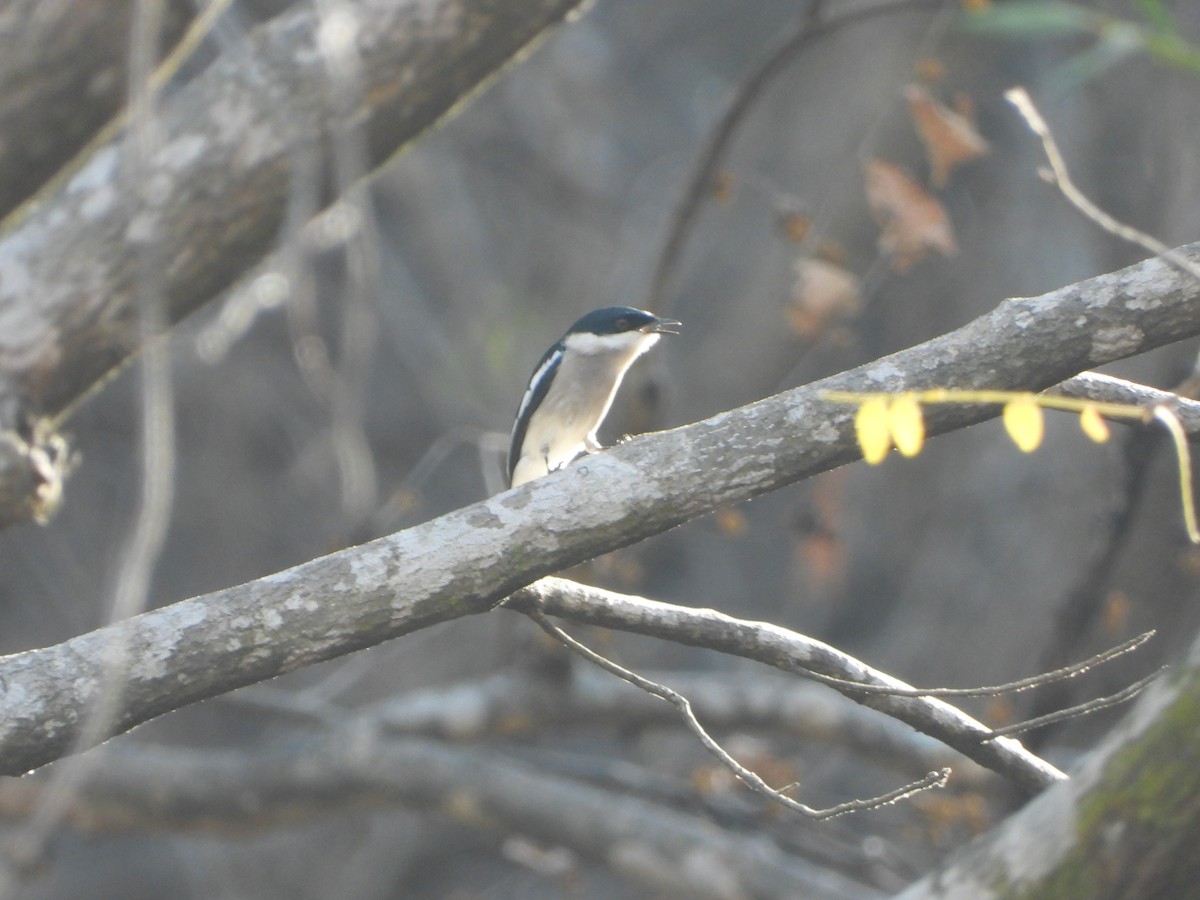 Bar-winged Flycatcher-shrike - ML615194921