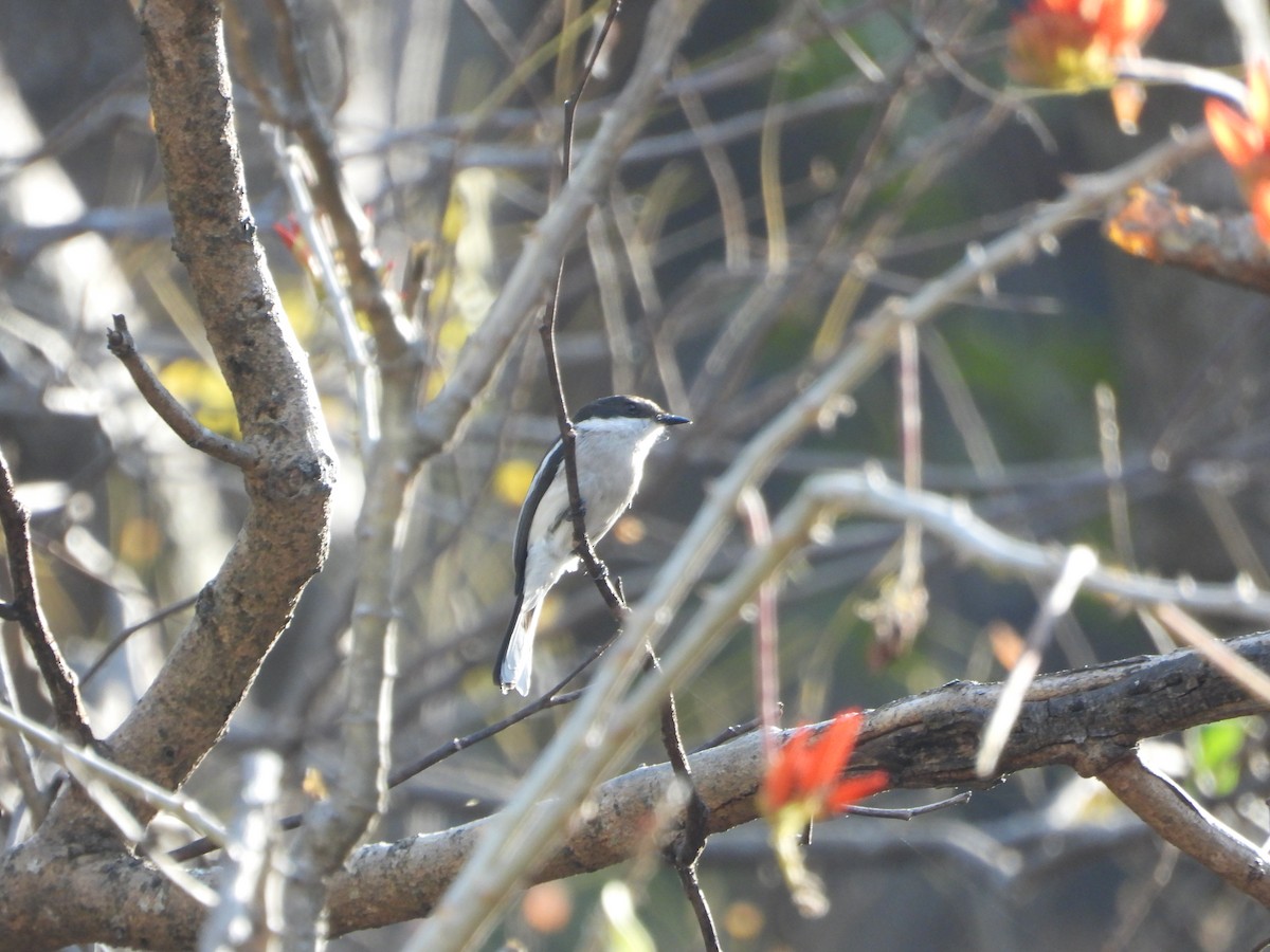 Bar-winged Flycatcher-shrike - ML615194932
