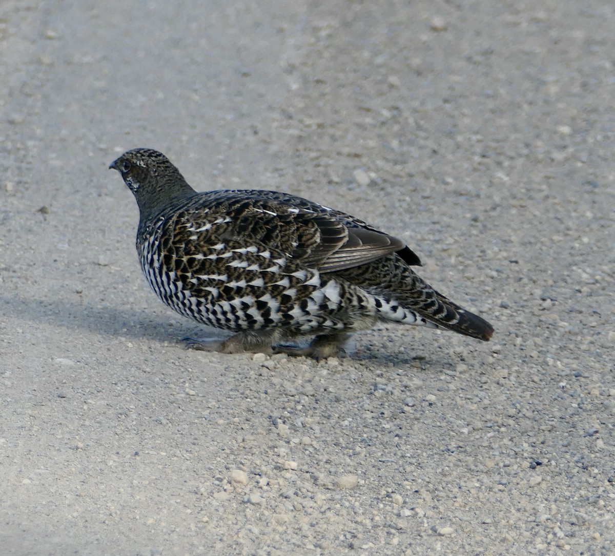 Spruce Grouse - ML615194939