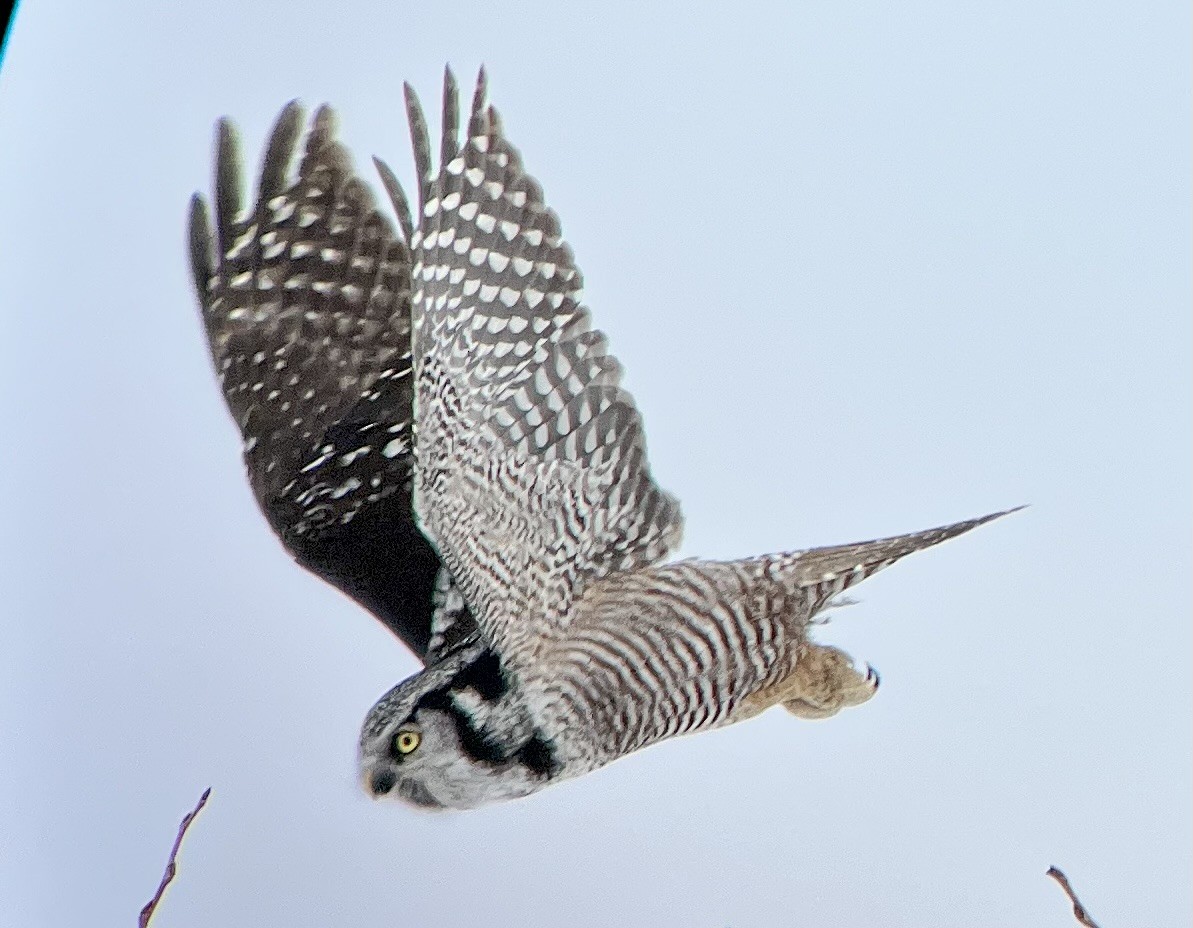 Northern Hawk Owl - ML615194955