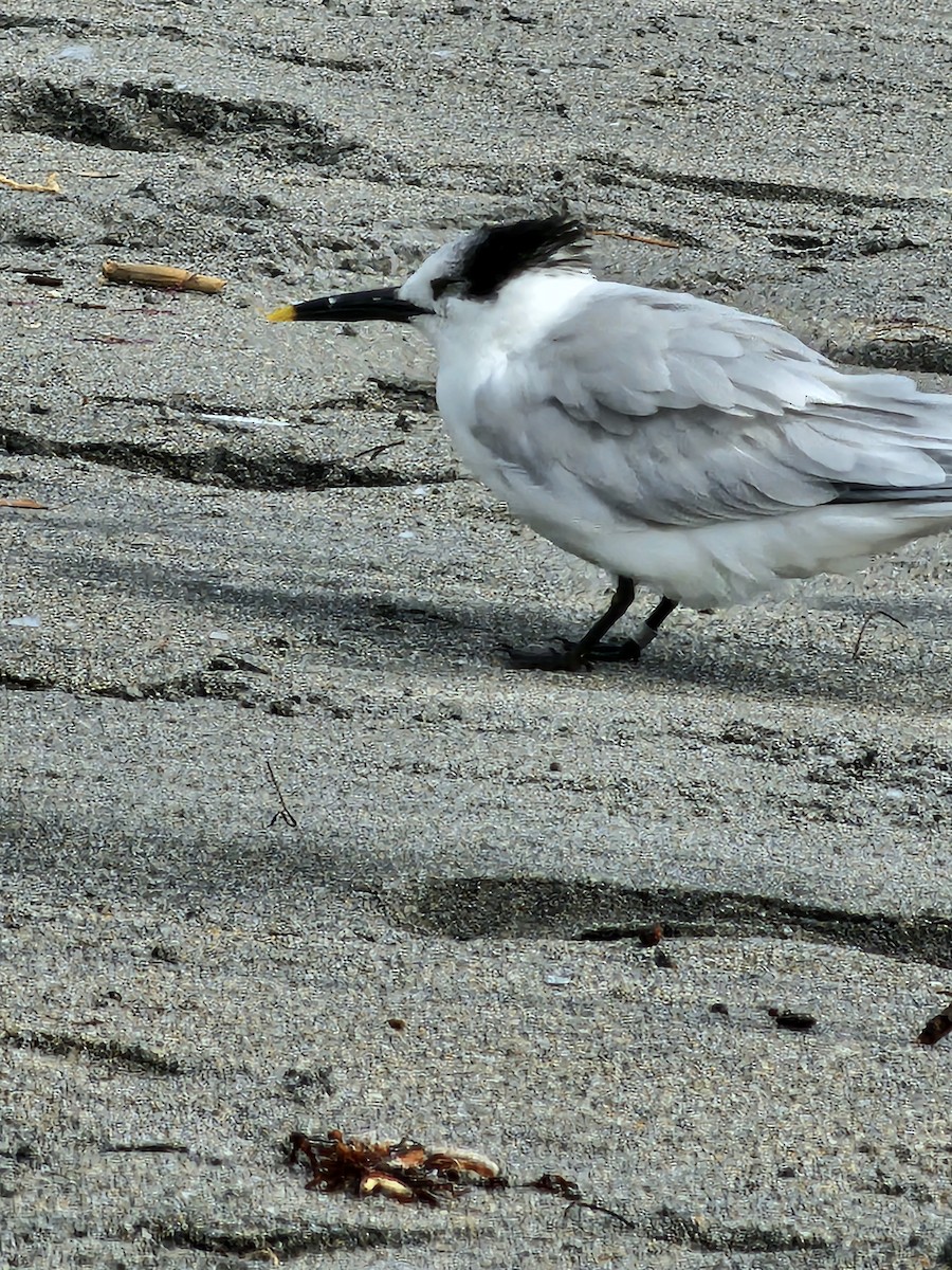 Sandwich Tern - ML615194956