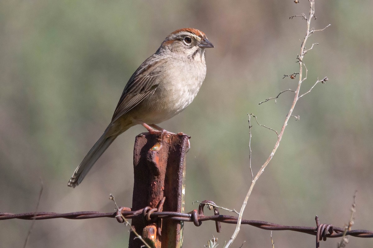Rufous-crowned Sparrow - ML615194957