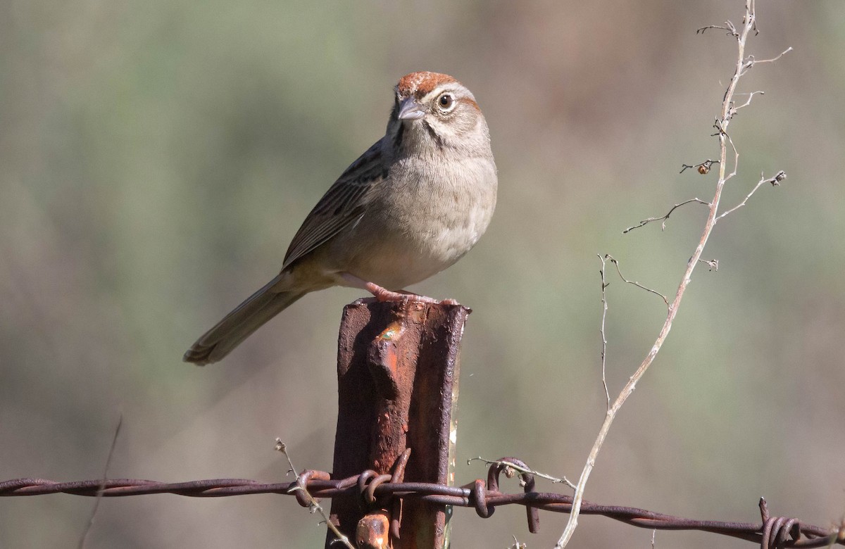 Rufous-crowned Sparrow - ML615194959